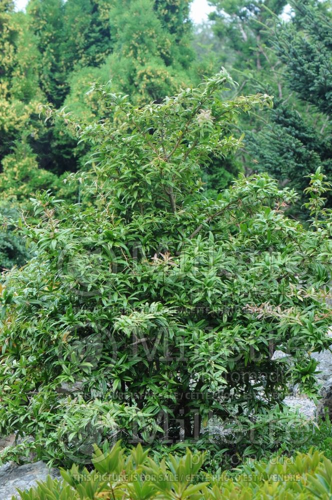 Berberis julianae (Japanese Barberry) 1 