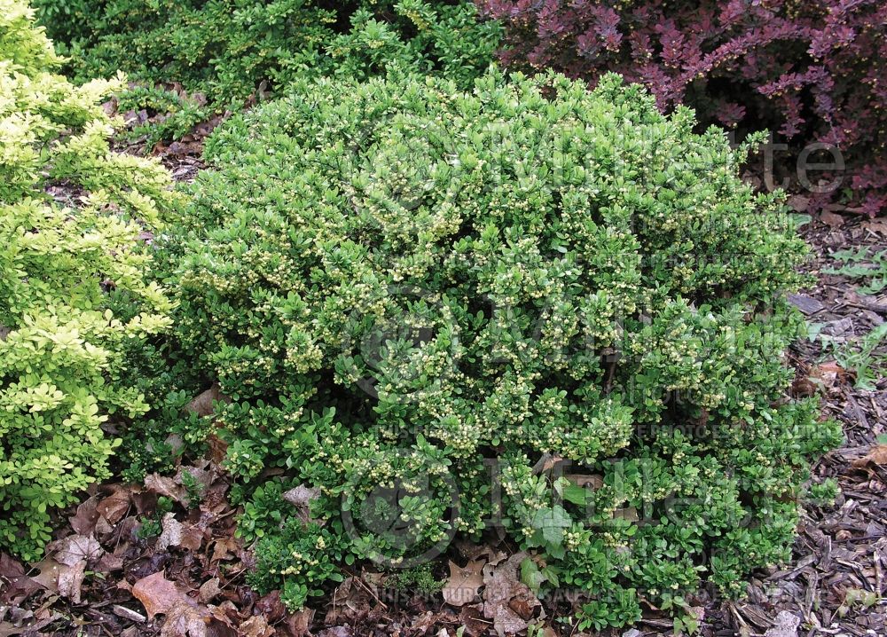 Berberis Kobold (Japanese Barberry) 1 