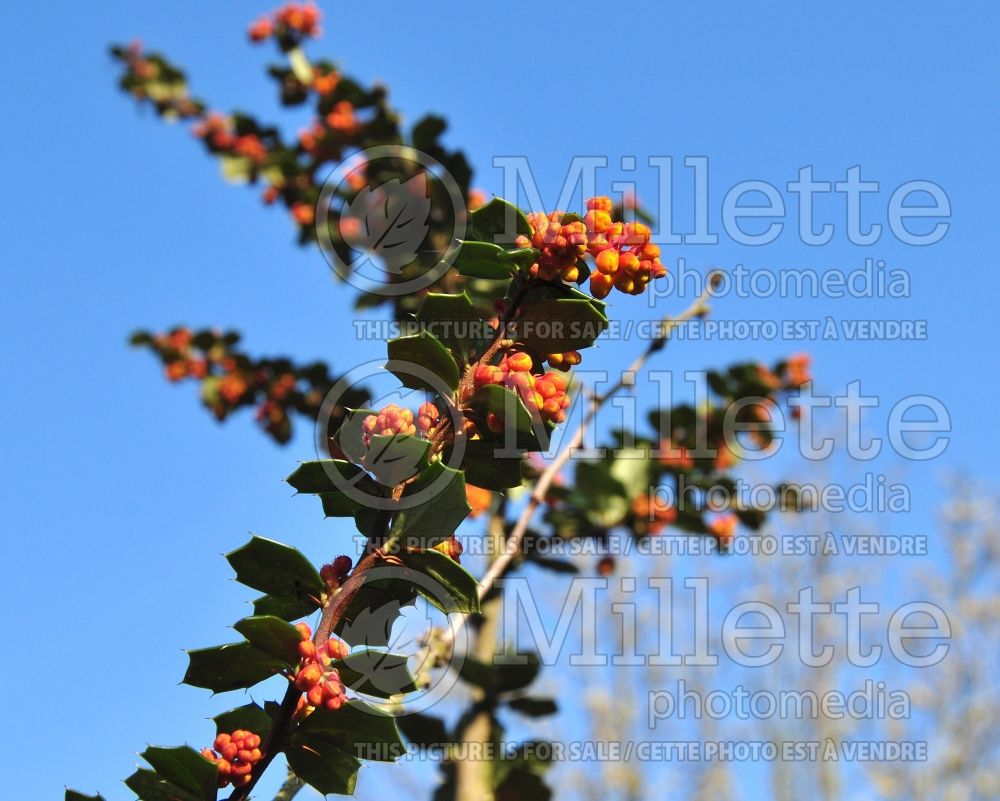 Berberis Mystery Fire (Barberry) 1 