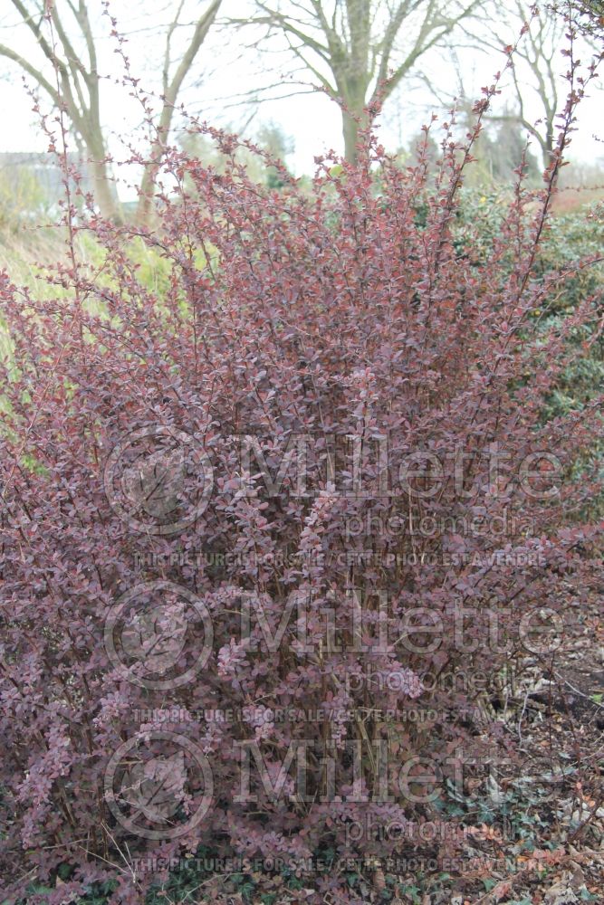 Berberis Decora  (Japanese Barberry) 1 