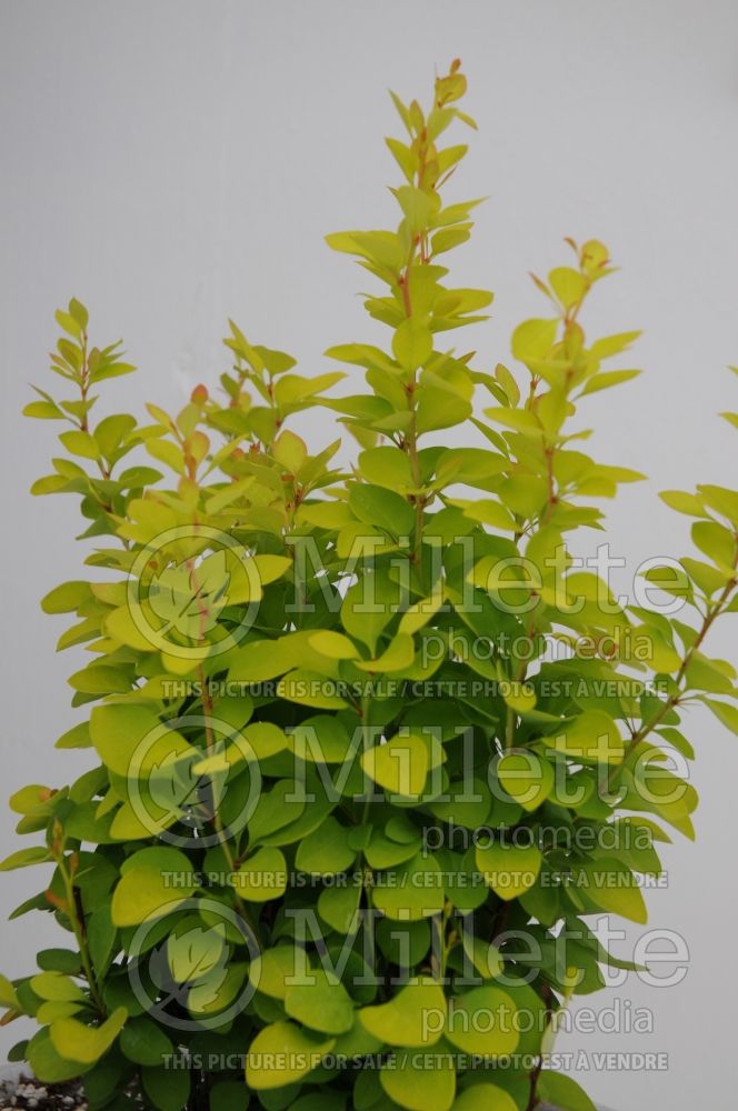 Berberis Sunjoy Gold Pillar aka Maria (Japanese Barberry) 1 