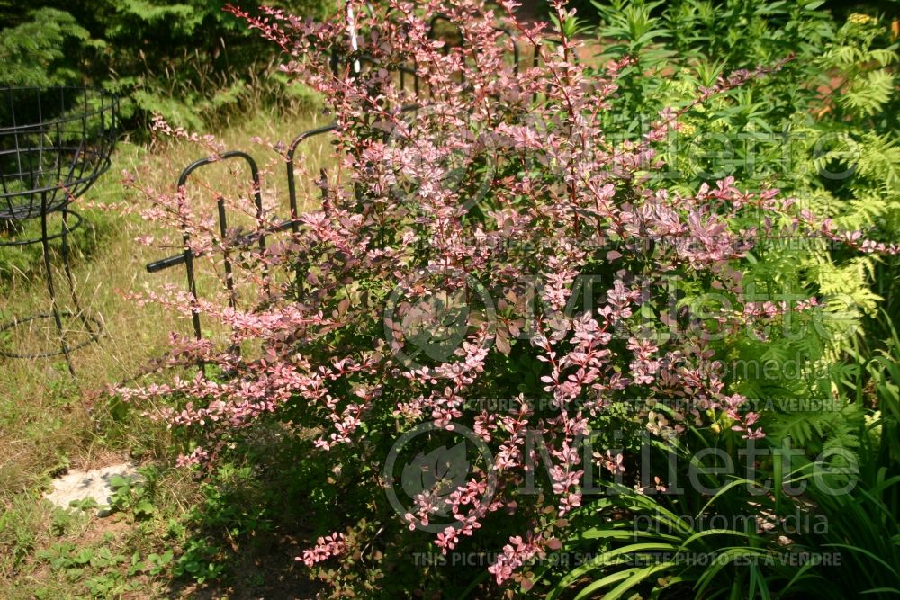 Berberis Harlequin (Japanese Barberry) 1 