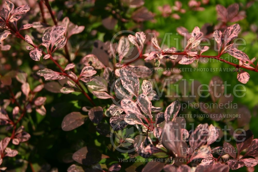 Berberis Harlequin (Japanese Barberry) 2 