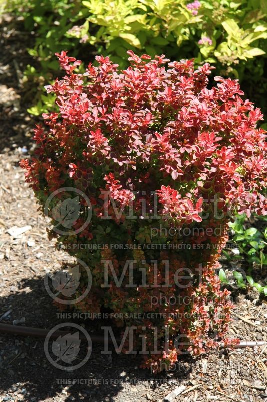 Berberis Admiration (Japanese Barberry) 1 