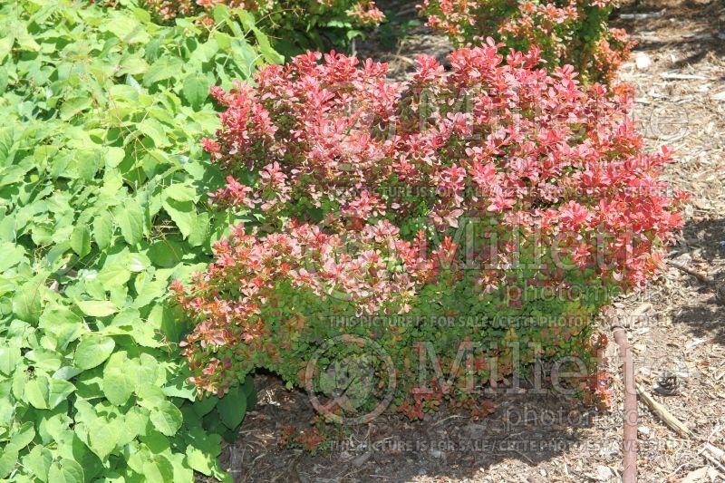 Berberis Admiration (Japanese Barberry) 2 