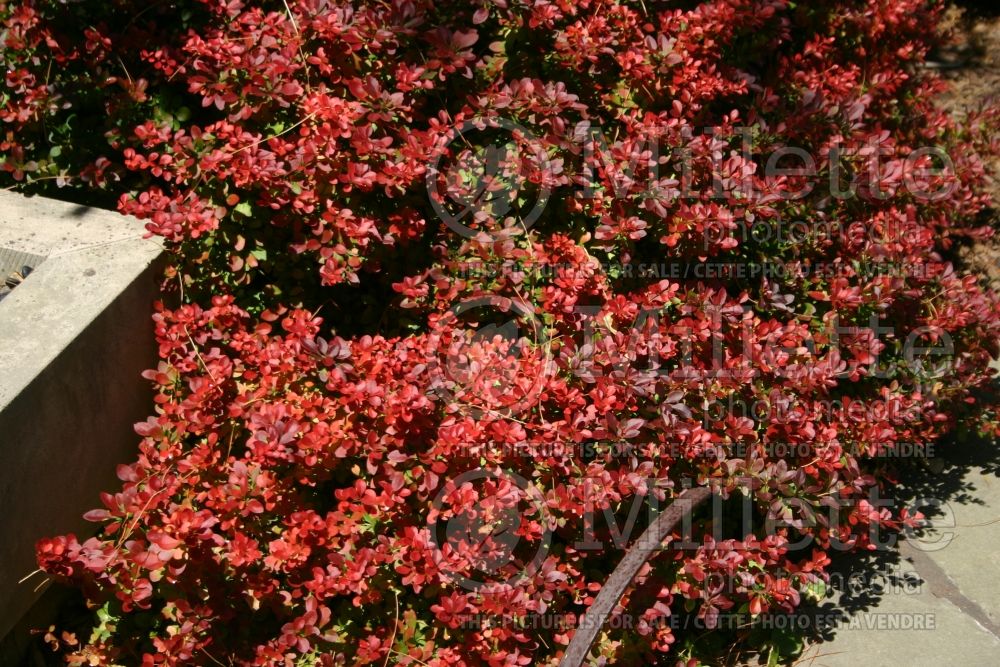 Berberis Atropurpurea Nana (Japanese Barberry) 1