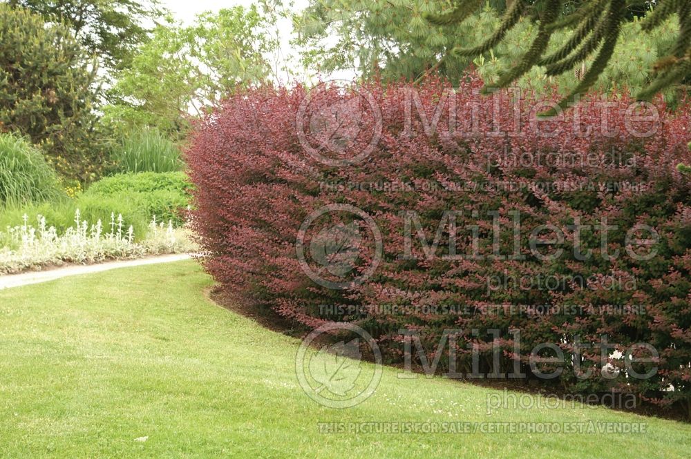 Berberis - Barberry hedge 2