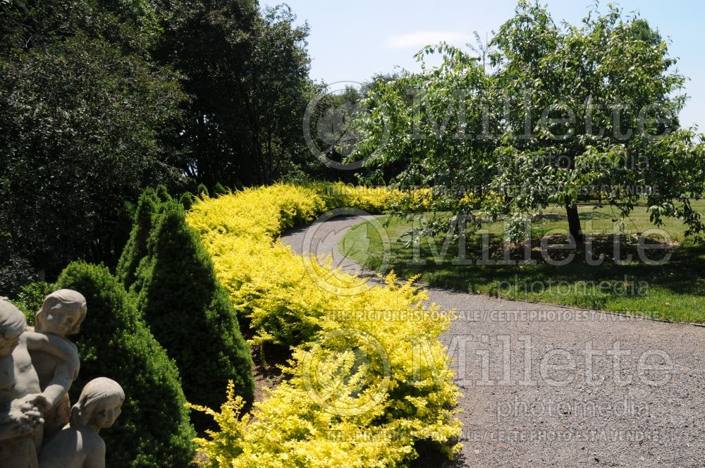 Berberis Aurea Nana - hedge (Japanese Barberry)  2