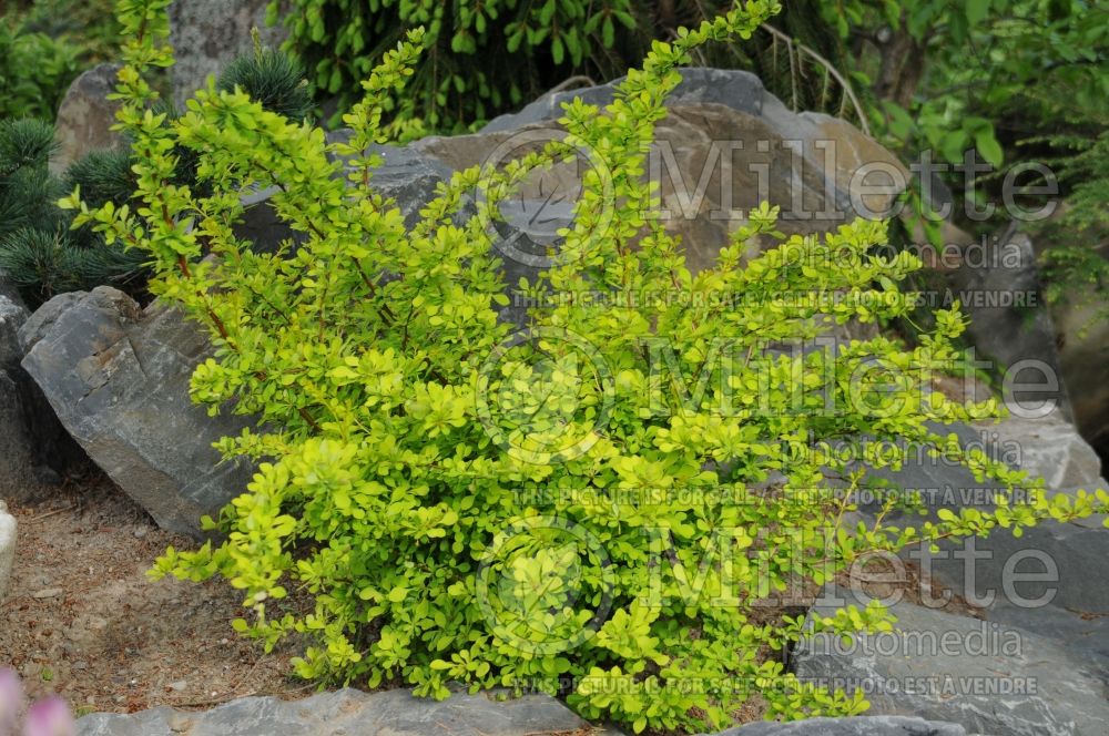 Berberis Aurea Nana (Japanese Barberry) 1 