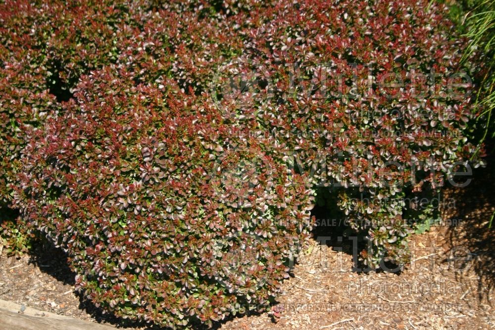 Berberis Bagatelle (Japanese Barberry) 1