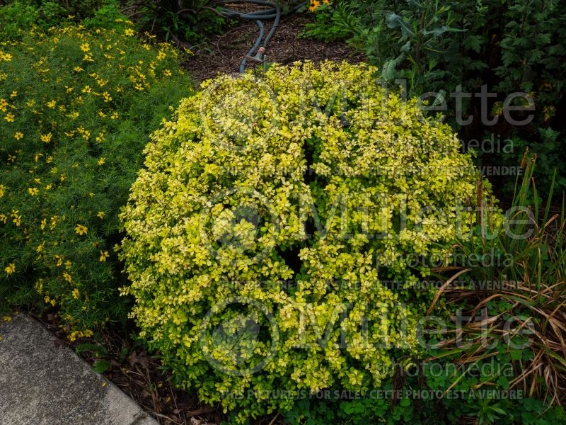 Berberis Bogozam or Golden Treasure (Japanese Barberry) 3 