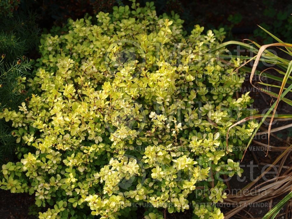 Berberis Bogozam or Golden Treasure (Japanese Barberry) 1 