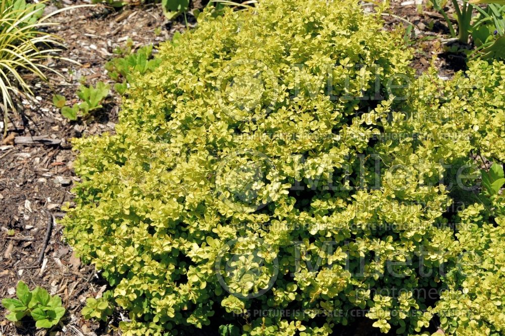 Berberis Bonanza Gold or Bogozam (Japanese Barberry) 5 