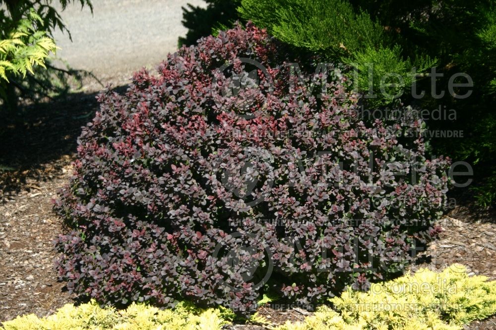 Berberis Concorde (Japanese Barberry) 2 