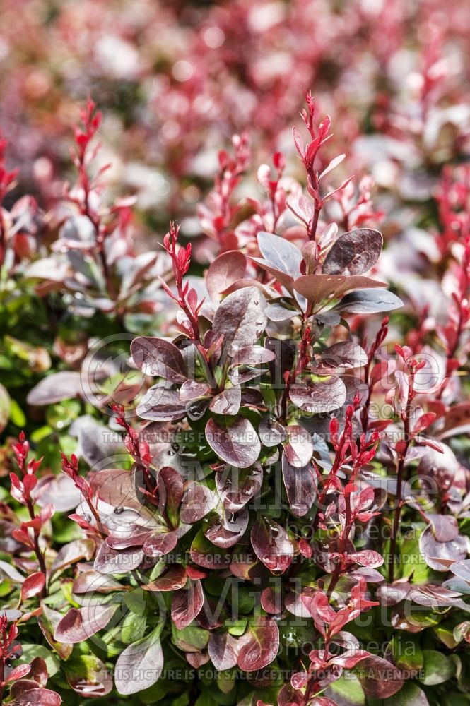 Berberis Concorde (Japanese Barberry) 1 