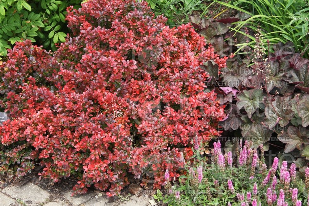 Berberis Crimson Pygmy (Japanese Barberry) 1