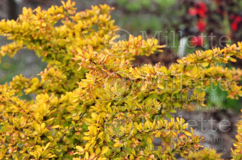 Berberis Diabolicum (Japanese Barberry) 1 