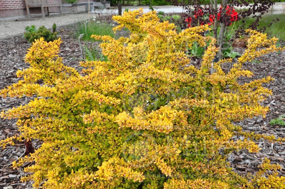 Berberis Diabolicum (Japanese Barberry) 3 