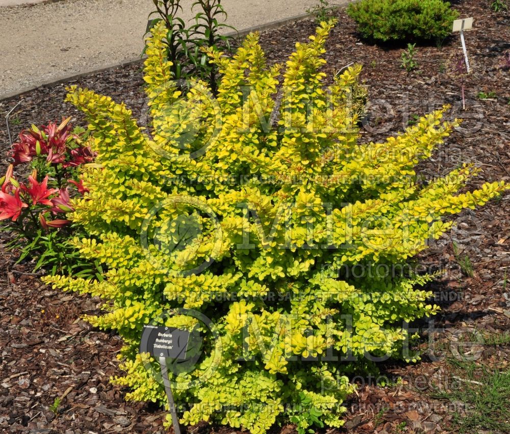 Berberis Diabolicum (Japanese Barberry) 4 