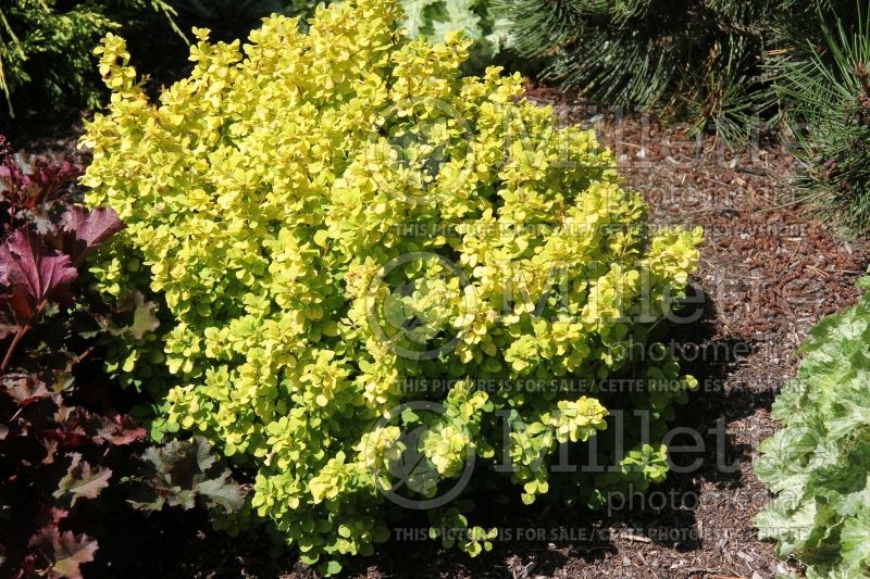 Berberis Golden Nugget (Japanese Barberry) 4 