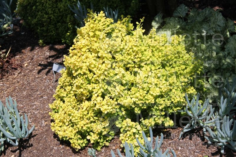 Berberis Golden Nugget (Japanese Barberry) 5 