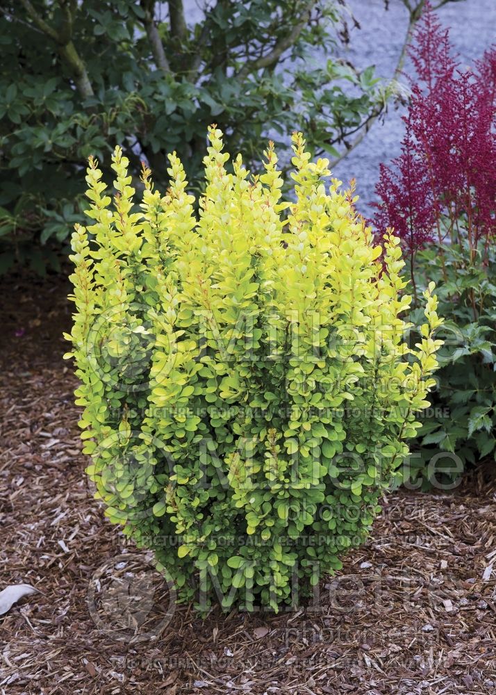 Berberis Golden Rocket (Japanese Barberry) 1 