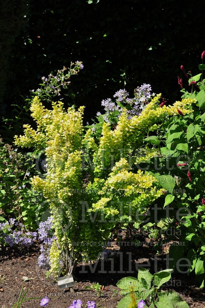 Berberis Golden Torch (Japanese Barberry) 2 