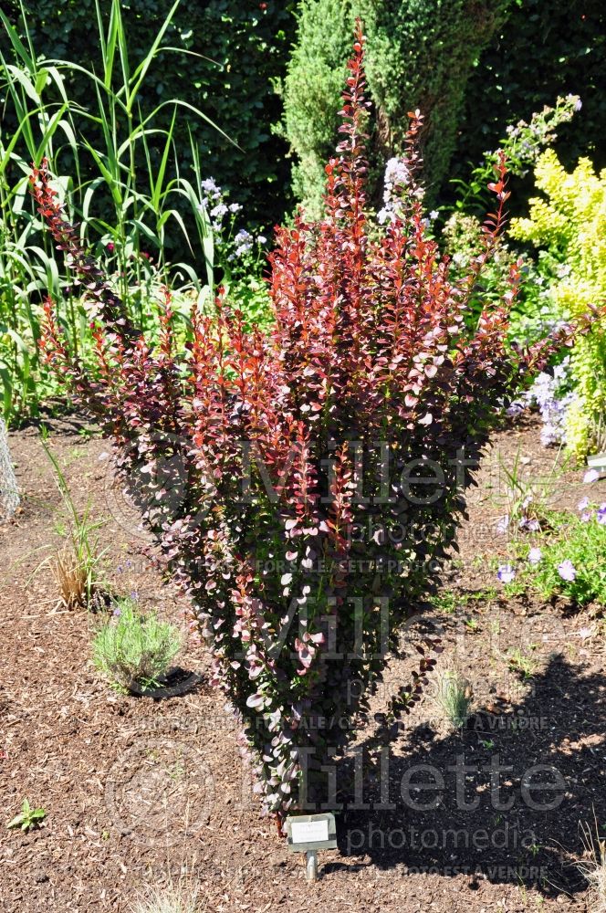 Berberis Helmond Pillar (Japanese Barberry) 2