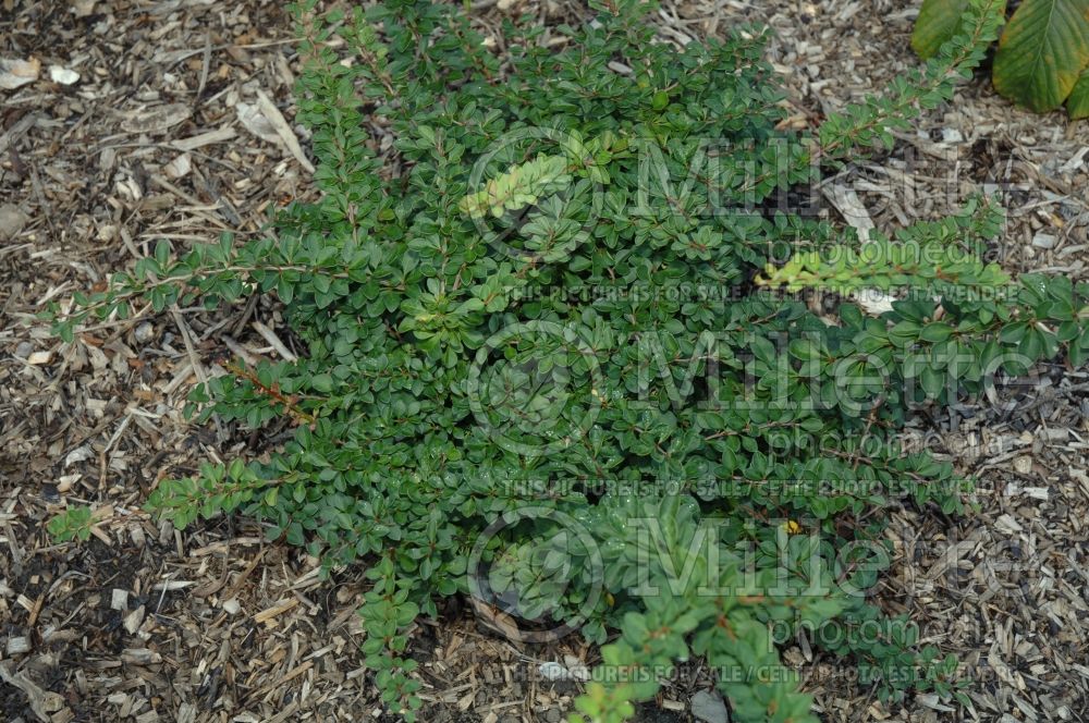 Berberis Jade Carousel or Bail Green (Japanese Barberry) 2 