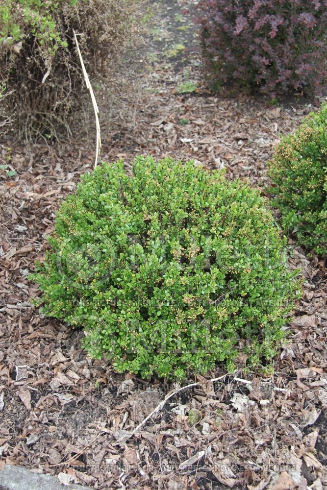 Berberis Kobold (Japanese Barberry) 3 