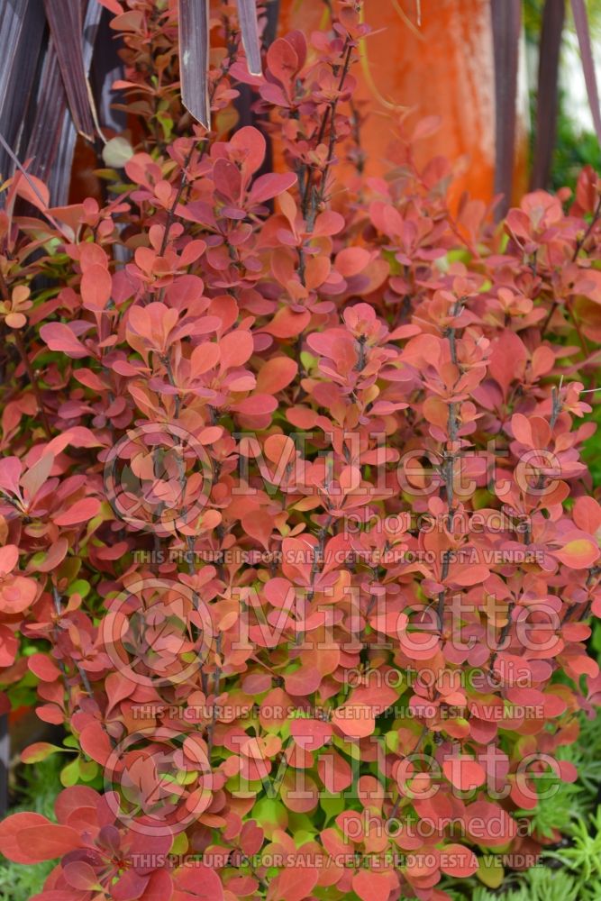 Berberis Orange Rocket (Japanese Barberry) 1 