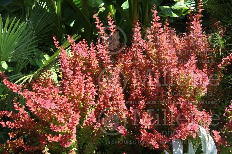 Berberis Orange Rocket (Japanese Barberry) 2 