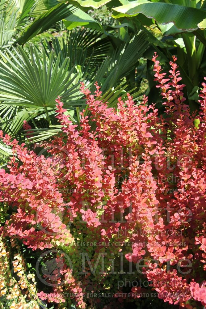 Berberis Orange Rocket (Japanese Barberry) 3 