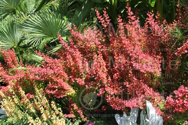 Berberis Orange Rocket (Japanese Barberry) 4 