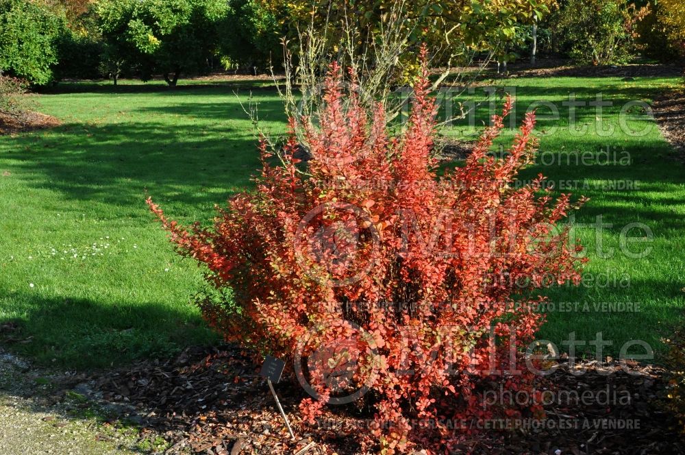 Berberis Pow Pow (Japanese Barberry) 2 