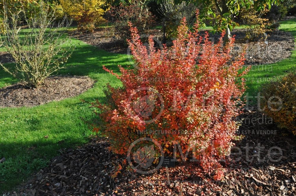 Berberis Pow Pow (Japanese Barberry) 1 