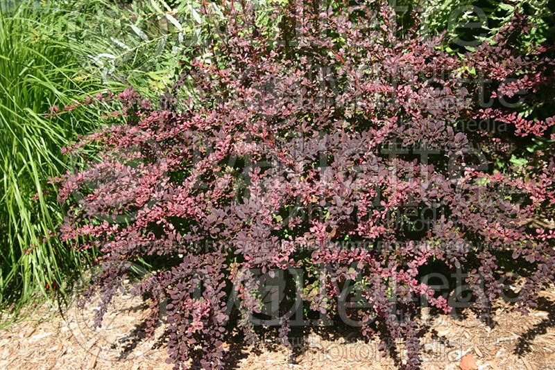 Berberis Rosy Glow aka Rose Glow (Japanese Barberry)  1