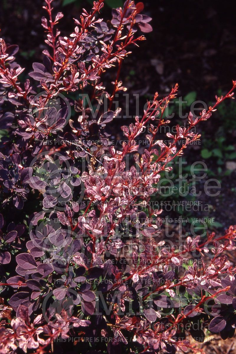 Berberis Rosy Glow aka Rose Glow (Japanese Barberry) 2