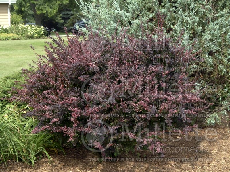 Berberis Rosy Glow aka Rose Glow (Japanese Barberry) 3