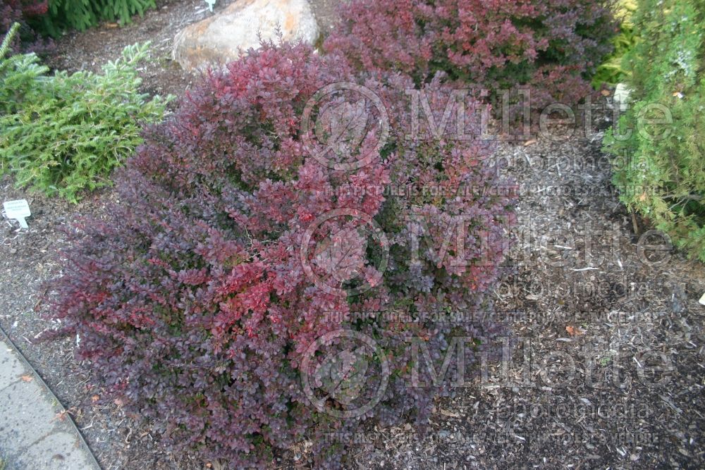 Berberis Royal Burgundy aka Gentry (Japanese Barberry) 1 