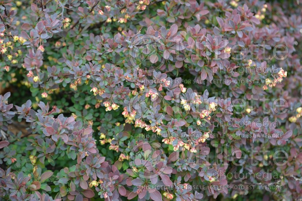 Berberis Royal Burgundy aka Gentry (Japanese Barberry) 3 