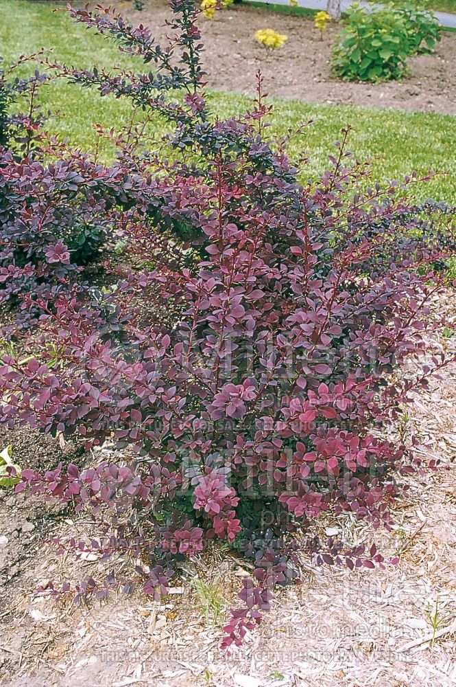 Berberis Royal Cloak (Japanese Barberry) 2 