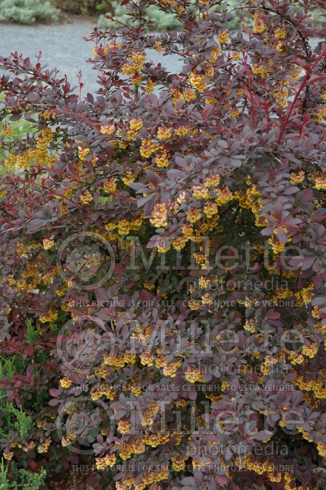 Berberis Royal Cloak (Japanese Barberry) 1 