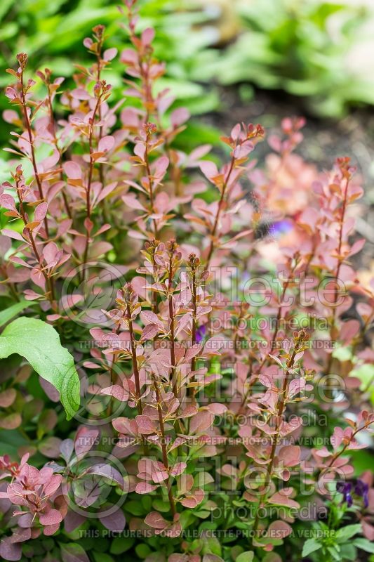 Berberis Ruby Carousel ou Bailone (Japanese Barberry) 1 