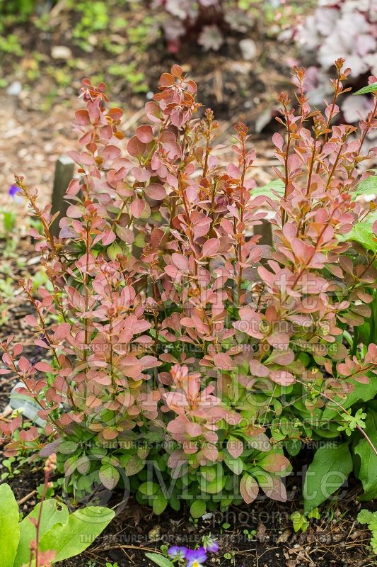 Berberis Ruby Carousel ou Bailone (Japanese Barberry) 2 