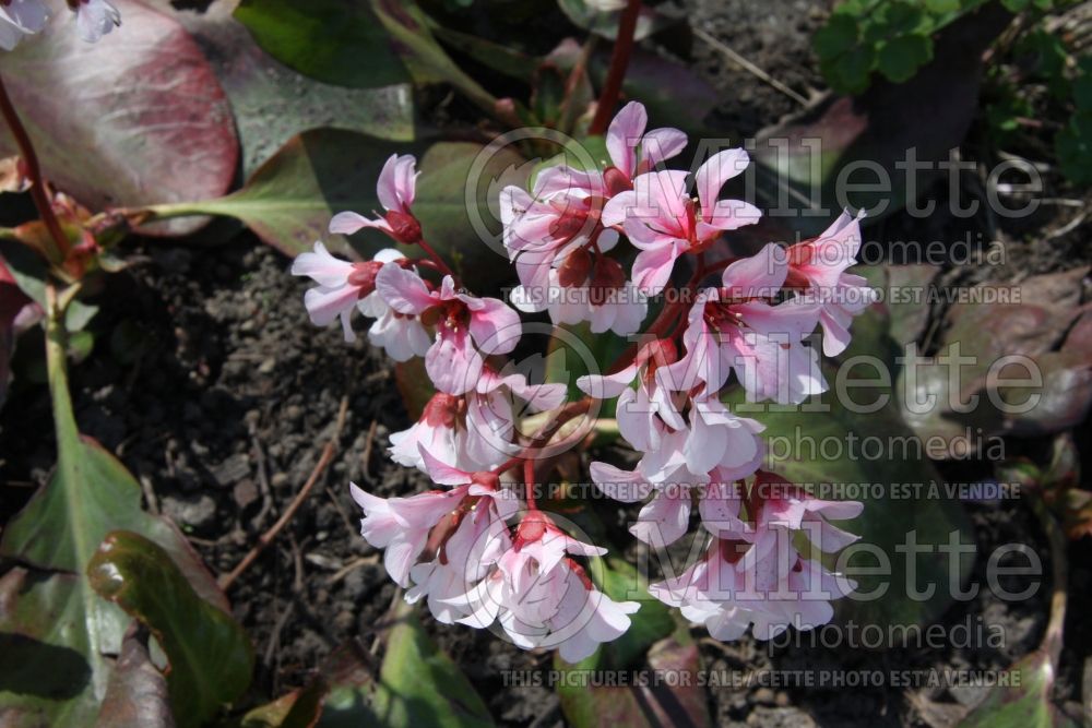 Bergenia Apple Blossom (Pig Squeak) 1 