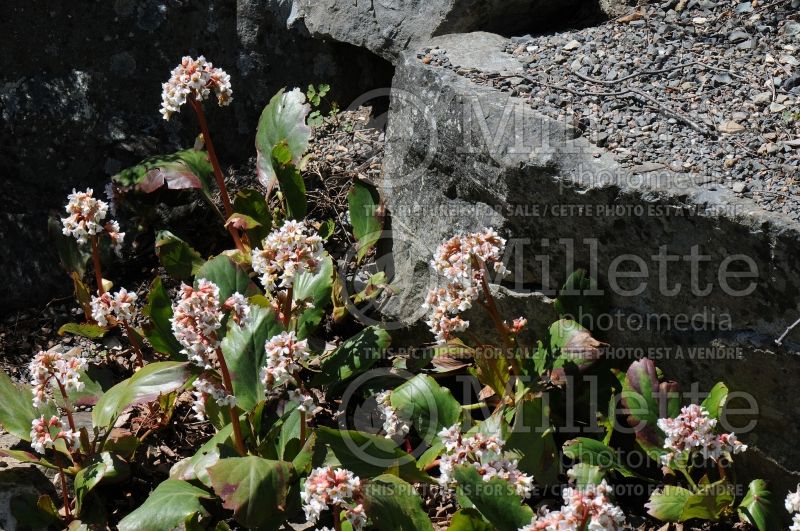 Bergenia Bressingham White (Pig Squeak) 4 