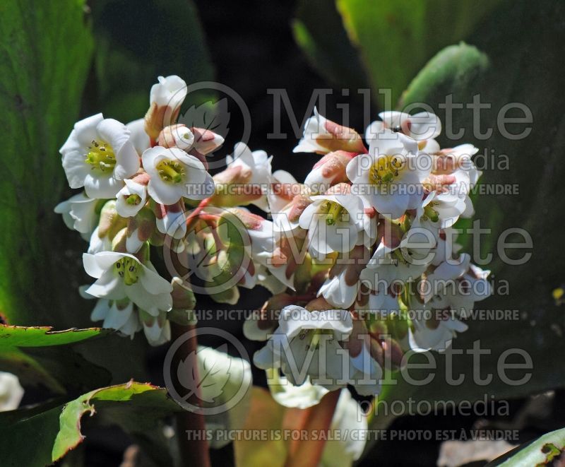 Bergenia Bressingham White (Pig Squeak) 3 