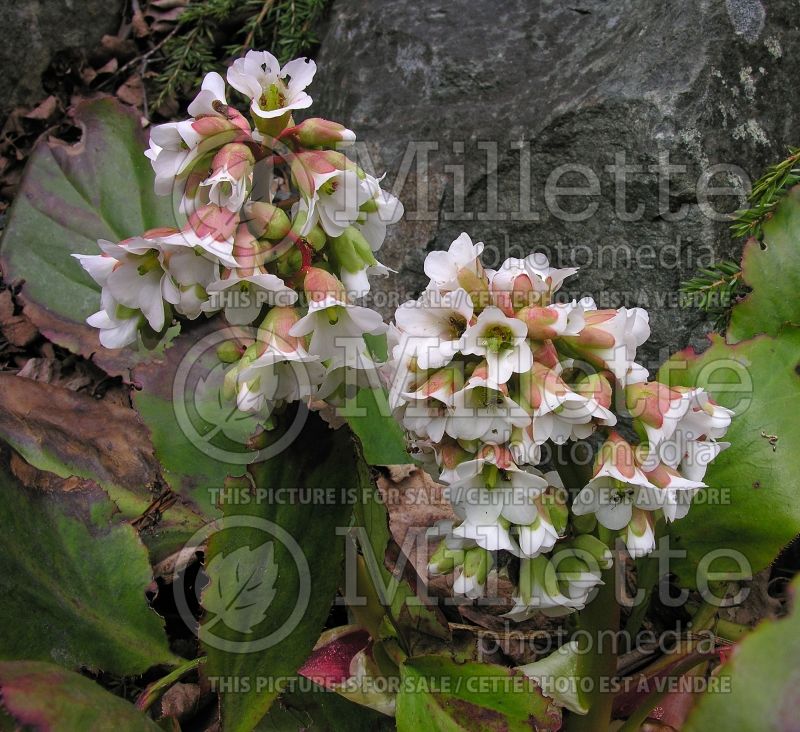 Bergenia Bressingham White (Pig Squeak) 1 