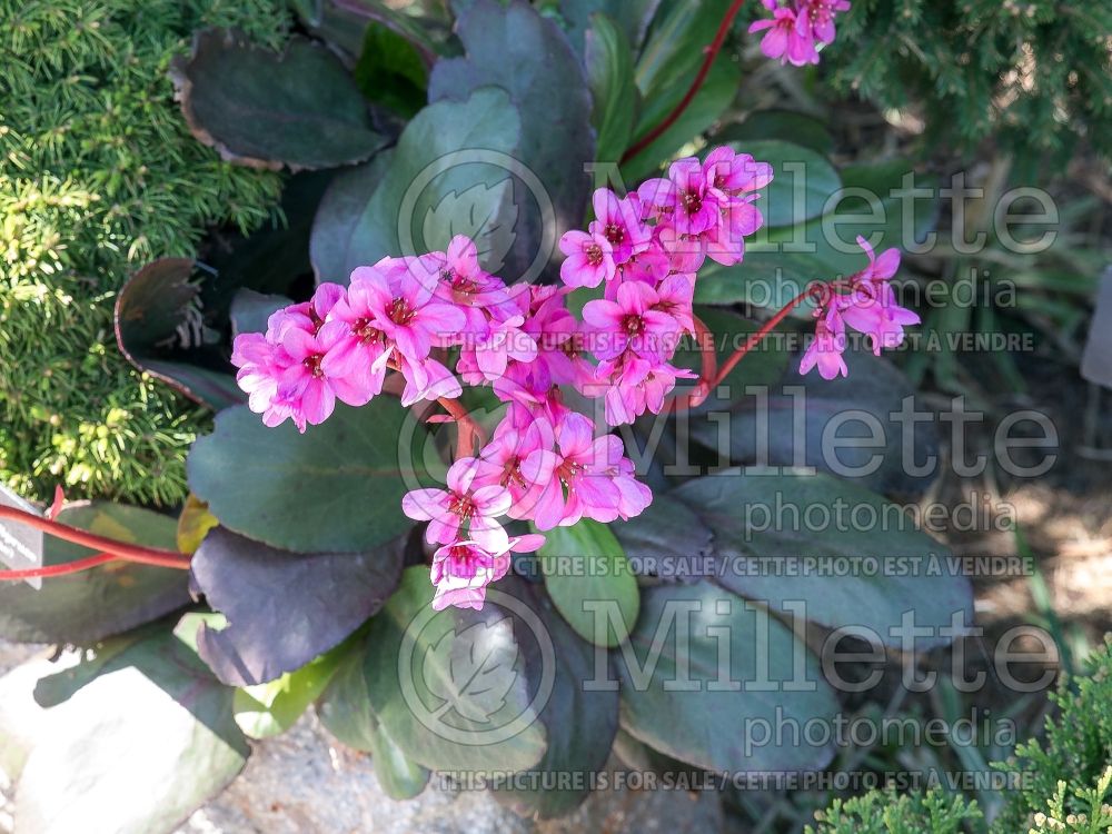 Bergenia Cabernet (Pig Squeak) 1 